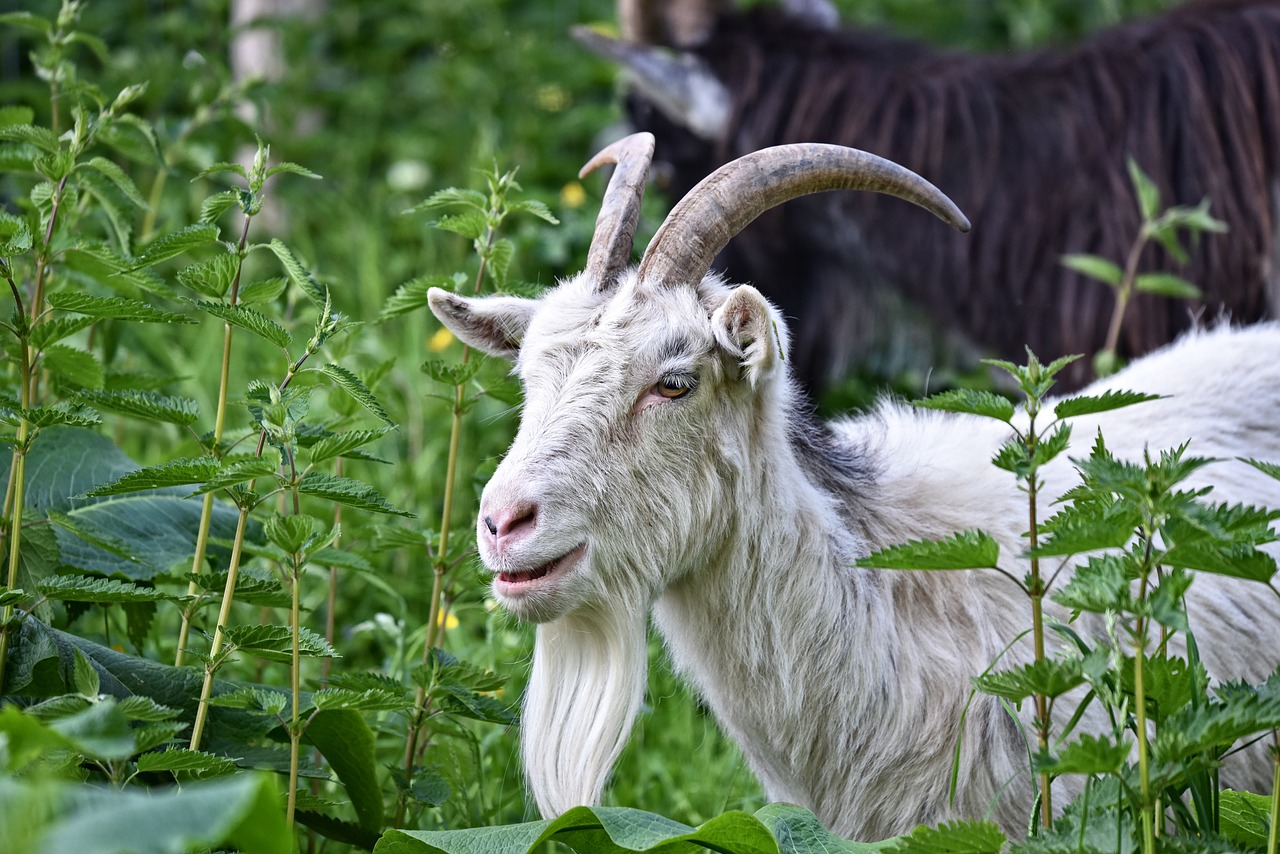 Goat это. Saanen Billy Goat. Коза. Коза фото. Коза домашняя.